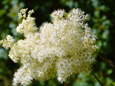 plante reine des prés