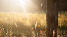 bienfaits vitamine D